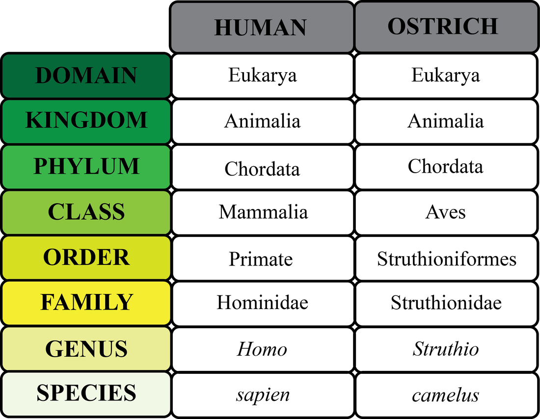 E Classification Chart